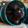 jouet-jeu-tunnel-balle-chat-chaton-6 Tunnel pour chat