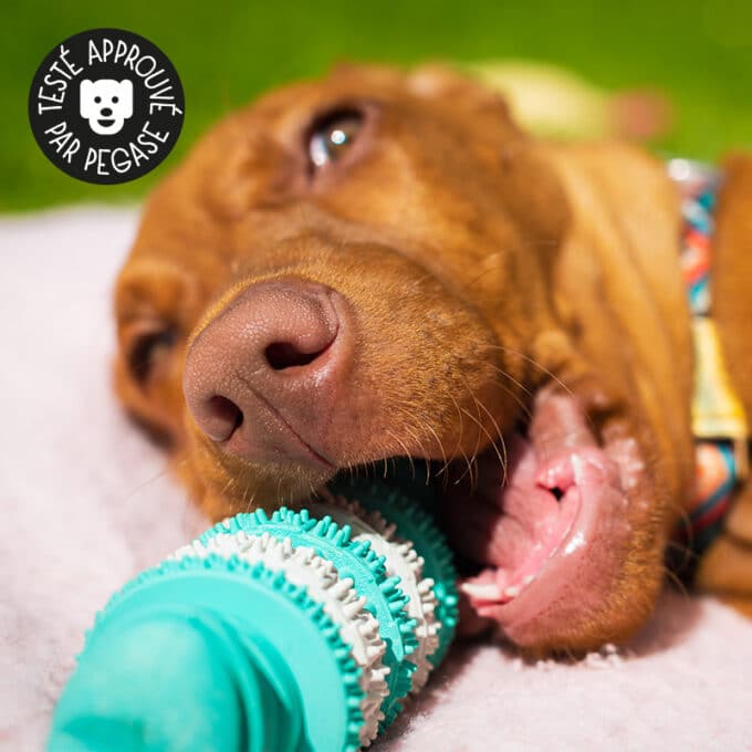 jouet-macher-dentaire-chien-caoutchouc Jouet dentaire à mâcher pour chien