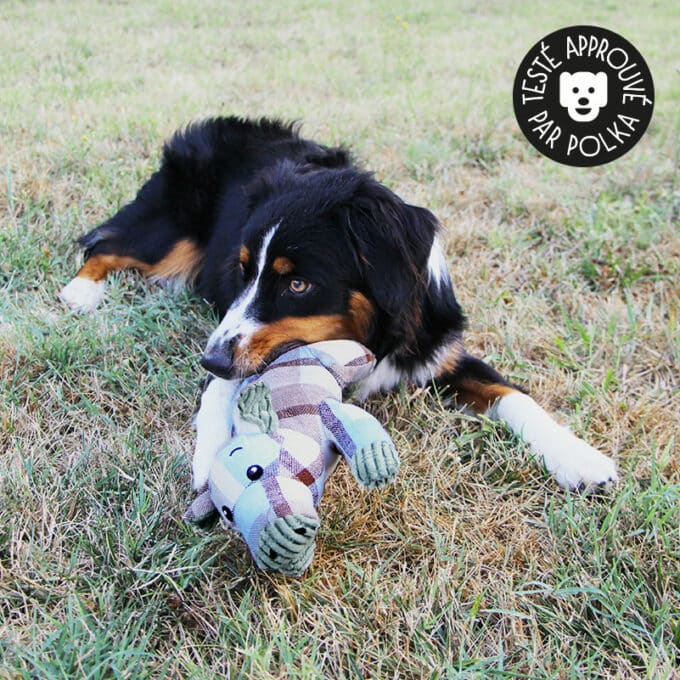 jouet-peluche-chien-chiot-sonore-bruit-cochon-7 Jouet peluche cochon sonore en lin motif tartan pour le chien et le chiot