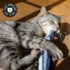 jouet-peluche-poisson-herbe-chat-cataire-2 Poisson pour chat avec cataire et herbe à chat