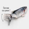 jouet-peluche-poisson-remue-queue-herbe-chat-chaton-9 Poisson qui bouge la queue pour chat jouet électronique interactif
