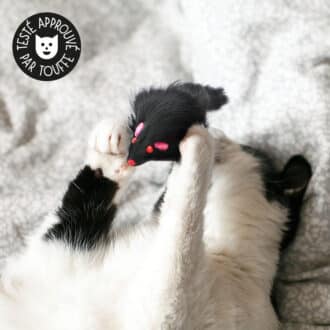 Souris noire pour chat