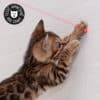 Faisceau laser lumière rouge pour chat