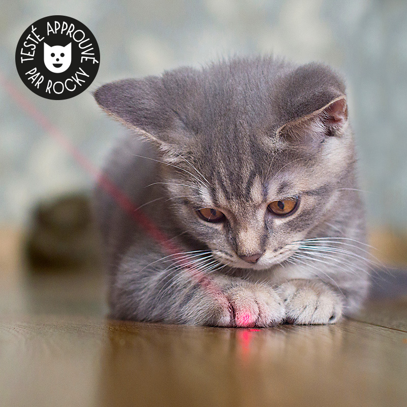 Jouet pointeur laser pour chat, jouets à pointeur laser pour chats et  animaux de compagnie à l'intérieur et à l'extérieur