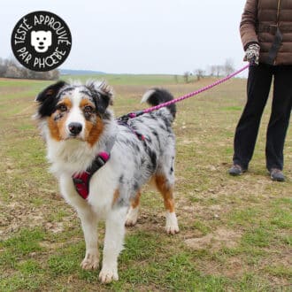 laisse nylon corde sport ronde réfléchissante pour chien ou chiot bleu