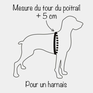 Mesurer le tour de poitrail du chien pour un harnais