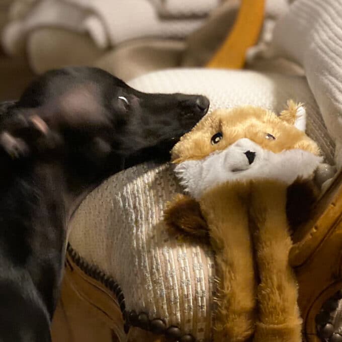 Peluche écureuil poir chien