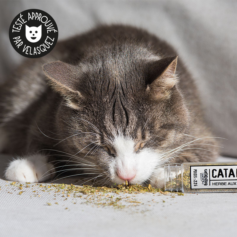 Herbe A Chat Séchée - Menthe A Chat - Cataire Pour Chats Catnip