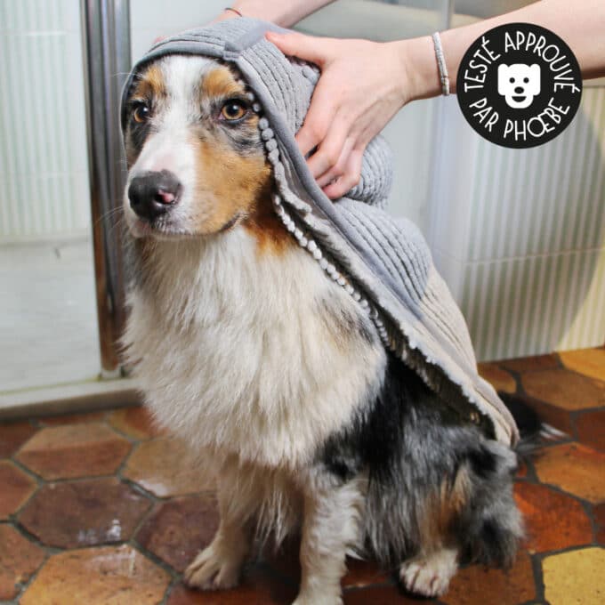 serviette-microfibre-bain-absorbante-chien-chiot-3 serviette microfibre super absorbante pour le bain et le séchage du chien ou du chiot