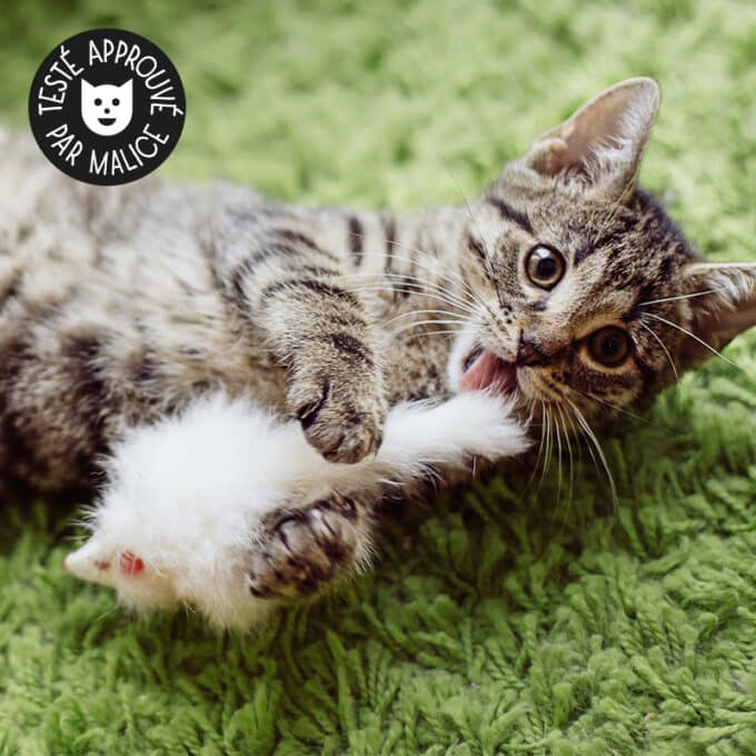 souris-blanche-chat-1 Souris blanche pour chat