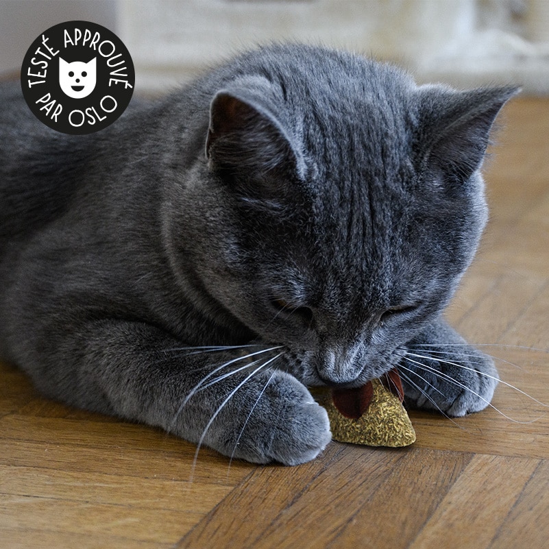 Herbe à chat - Kit bac et graines à semer - Catedogshop