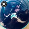 tunnel-pour-chat-chaton-jouet Tunnel pour chat