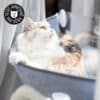 transat-hamac-fenetre-vitre-sieste-appartement-chat-21 hamac de fenêtre pour chat d'appartement