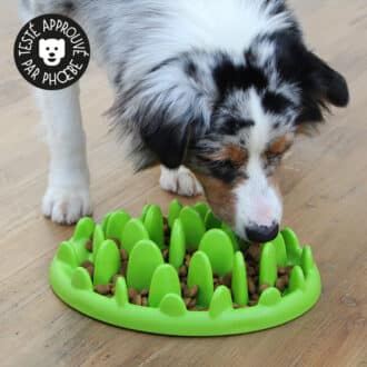 gamelle anti-glouton chien plateau rigide