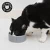 Gamelle en céramique pour chat Trixie