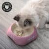 Gamelle céramique pour chat rose