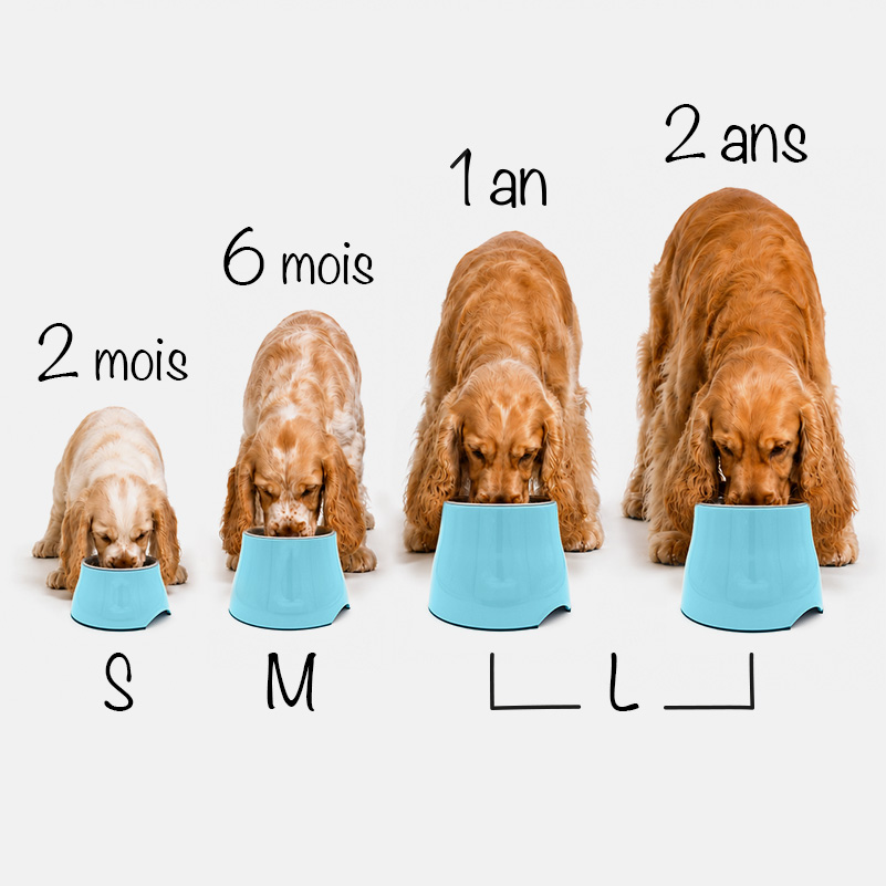 Gamelle pour chien cocker chiot et adulte