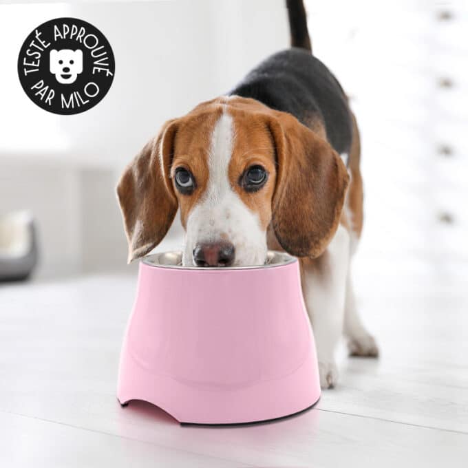 gamelle-chien-surelevee-longue-oreille-27 Gamelle surélevée pour beagle chien à longues oreilles et souffrant d'arthrose
