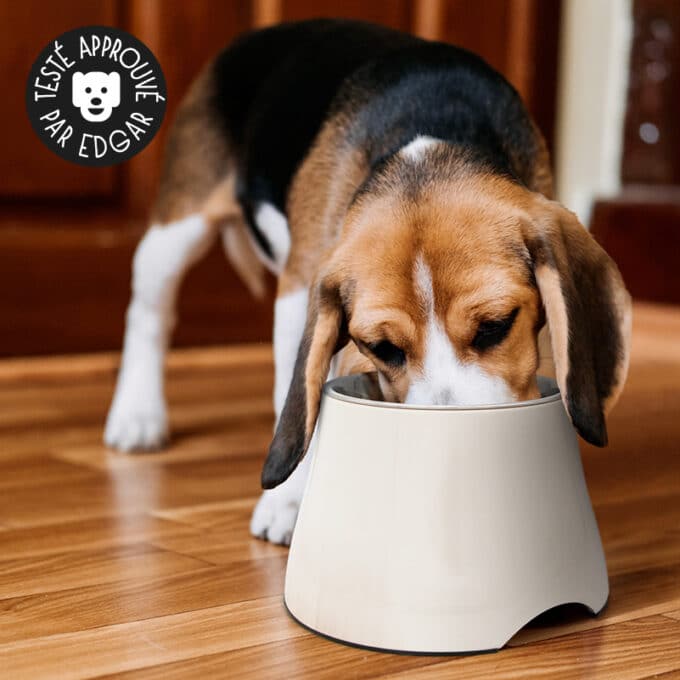 gamelle-chien-surelevee-longue-oreille-beagle Gamelle surélevée pour beagle chien à longues oreilles et souffrant d'arthrose