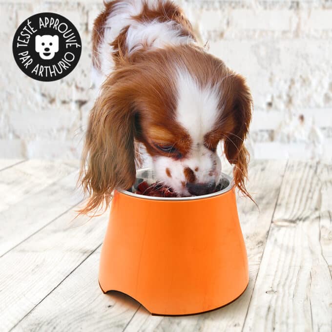 Gamelle pour chien Cavalier King Charles à longues oreilles