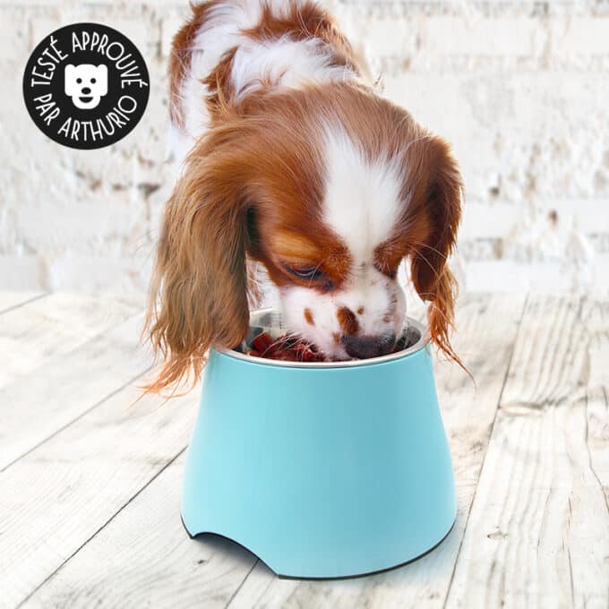 Gamelle surélevée pour cavalier king charles chien à longues oreilles et souffrant d'arthrose