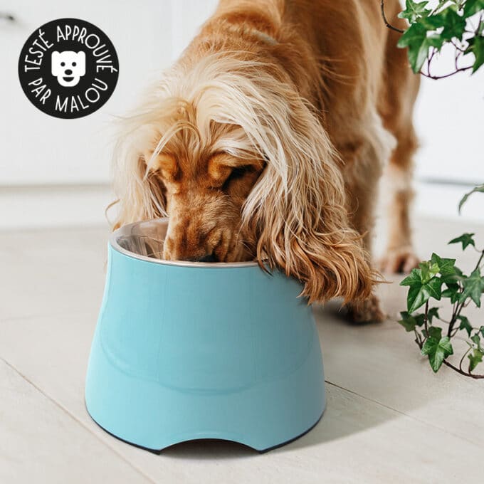 Gamelle pour chien Cocker à longues oreilles