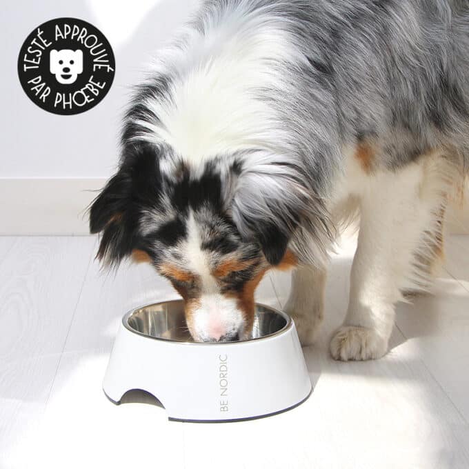 Gamelle pour chien en mélanine