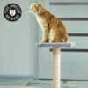griffoir-arbre-griffer-griffes-chat-trixie-espejo-7 Arbre à chat griffoir Trixie Espejo pour chat qui aime faire ses griffes
