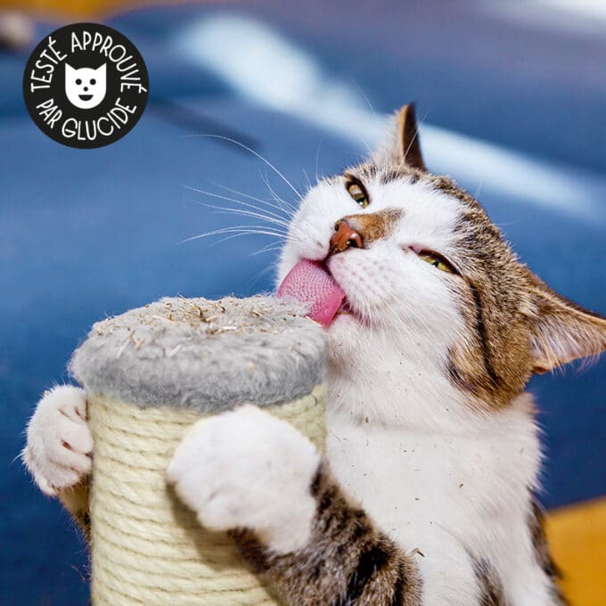 griffoir-arbre-griffer-griffes-chat-trixie-parla-2 Griffoir Trixie Parla pour chat qui aime faire ses griffes