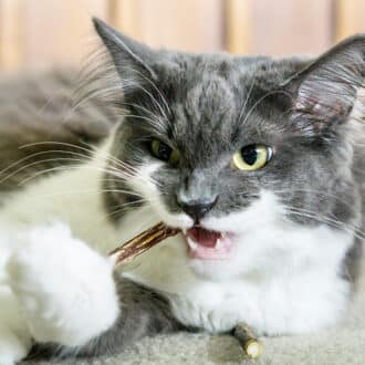 Bâton de matatabi à mâcher pour chat