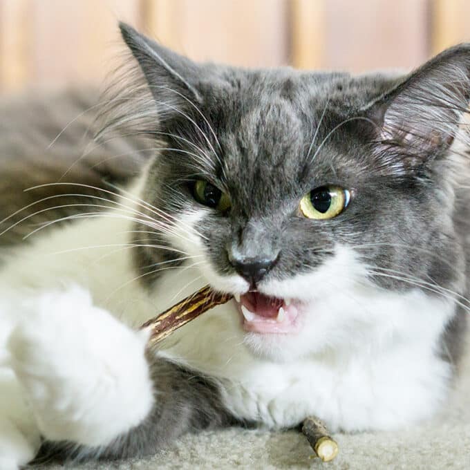 baton-a-macher-chat-matatabi Bâton de matatabi à mâcher pour chat