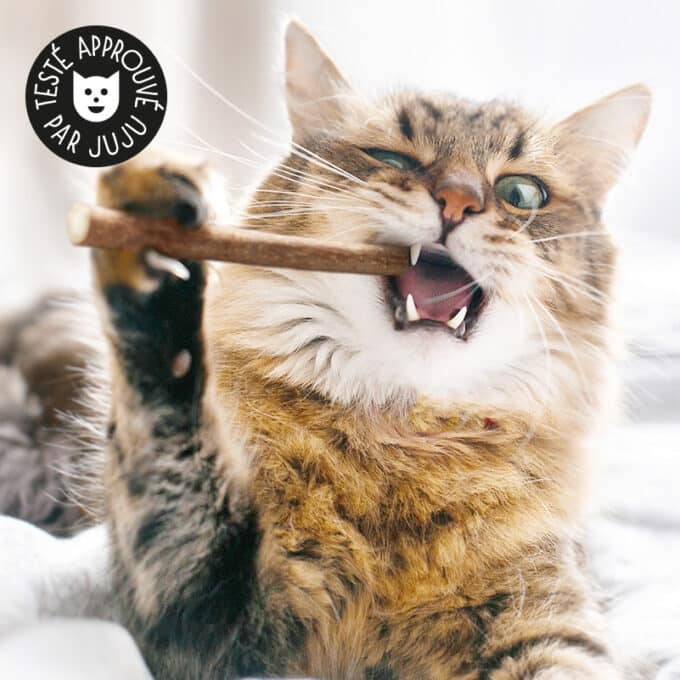 baton-matatabi-herbe-a-chat-2 Baton de matatabi pour chat à macher