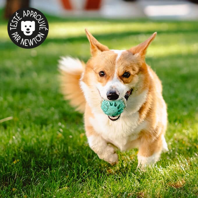jouet-jeu-alimentaire-balle-croquettes-chien-chiot-antiglouton-1 Jouet balle à friandises à mâcher pour chien