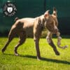 jouet-jeu-balle-corde-noeud-macher-gros-chien-15 Jouet en corde pour gros chien avec nœuds à mâcher