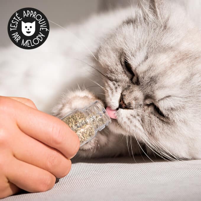 brosse-murale-angle-auto-toilettage-chat-13 Brosse murale pour chat