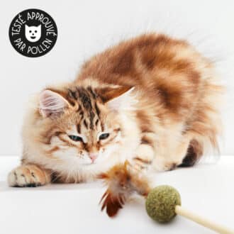 Plumeau pour chat avec une balle en herbe à chat