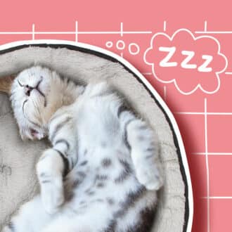 Hamacs de fenêtre et radiateur chat
