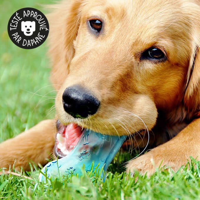 Jouet os qui couine pour chien