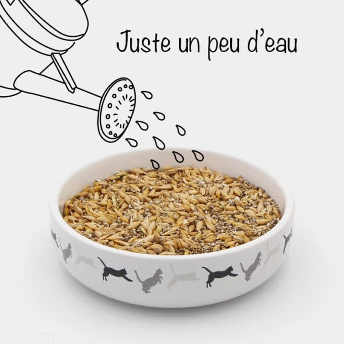 bol-herbe-a-chat-fleuriste-graines-semer-1 Gamelle d'herbe à chat fleuriste avec graines à semer