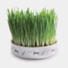 bol-herbe-a-chat-fleuriste-graines-semer Gamelle d'herbe à chat fleuriste avec graines à semer