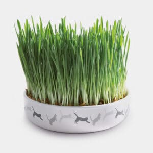 Bac de culture en plastique pour herbe à chat sans sol - Bac à germer sans  terre - Kit de culture d'herbe de blé - Kit de culture d'herbe à chat 
