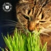 bol-herbe-a-chat-fleuriste-graines-semer-6 Gamelle d'herbe à chat fleuriste avec graines à semer