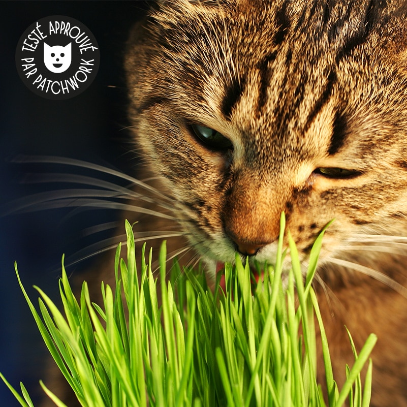 Boule d'herbe pour chat d'appartement
