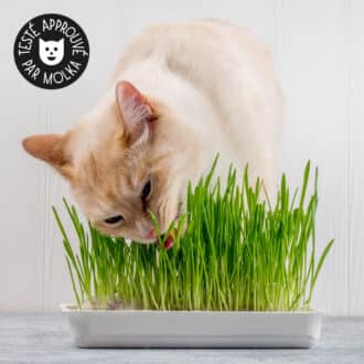 Bac d'herbe à chat fleuriste avec graines à semer