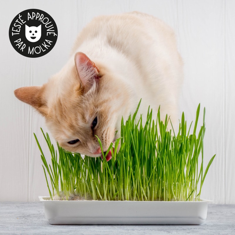 Kit plantation de plantes pour chat