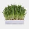 herbe-a-chat-plante-graine-fleuriste-3 Bac d'herbe à chat fleuriste avec graines à semer