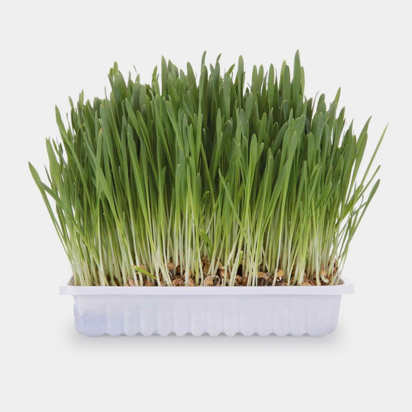 Bac à graines pour culture d'herbe à chat, bac de culture, récipient de  germination avec trous de drainage, boîte hydroponique pour micro-légumes,  jardin - AliExpress