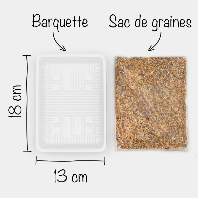 Bac de culture en plastique pour herbe à chat sans sol - Bac à germer sans  terre - Kit de culture d'herbe de blé - Kit de culture d'herbe à chat 