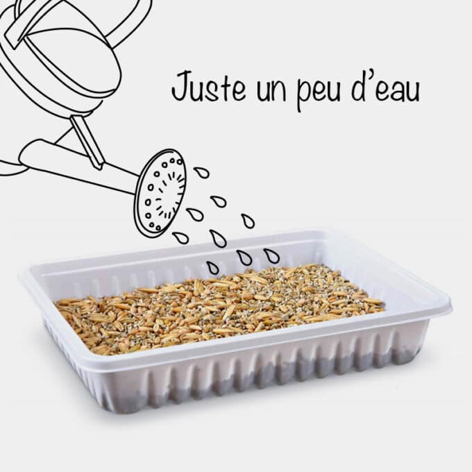 herbe-a-chat-plante-graine-fleuriste-8 Bac d'herbe à chat fleuriste avec graines à semer
