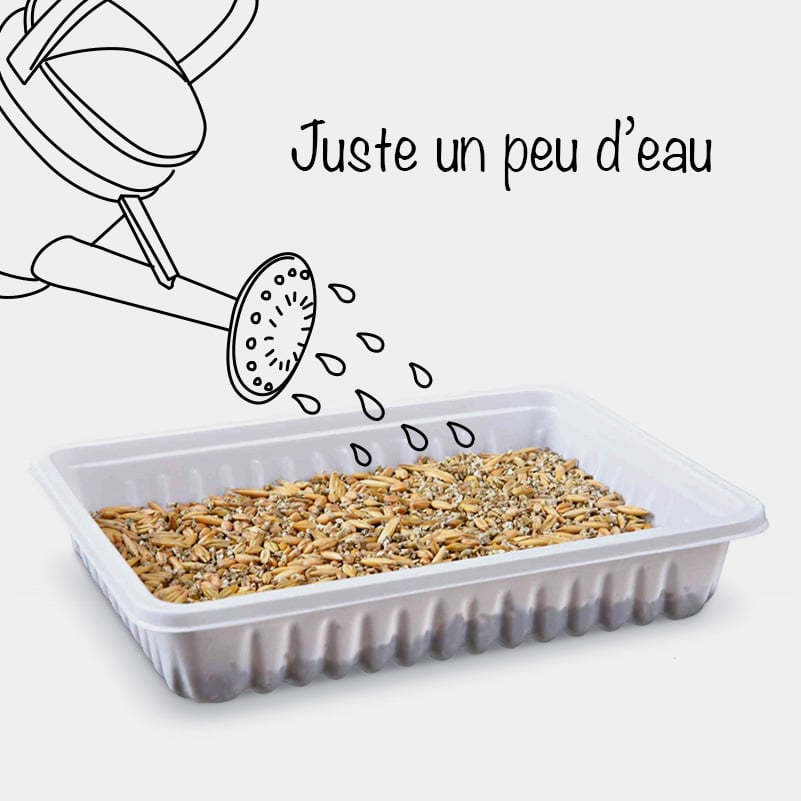 Sac à grains - Semence d'herbe à chat de qualité supérieur – Herbachat